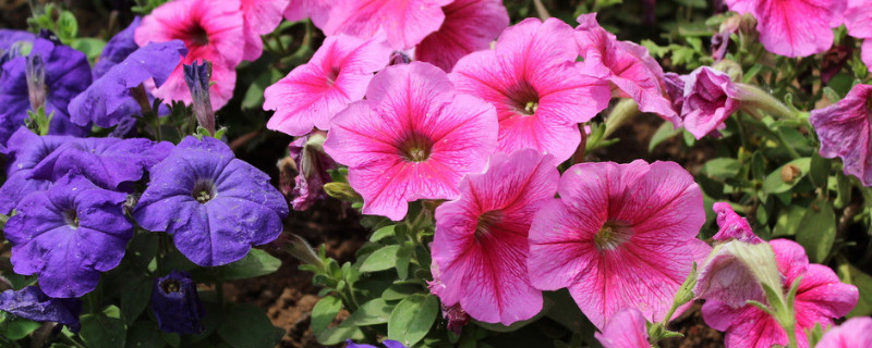 牽?；ㄒ嗌偬觳拍荛_(kāi)花