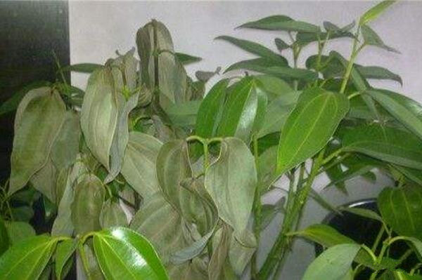 平安樹葉尖發(fā)黑怎么辦，找到原因及時(shí)處理