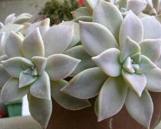 寶石花怎么澆水，不同季節(jié)不同澆水量(控水為主)