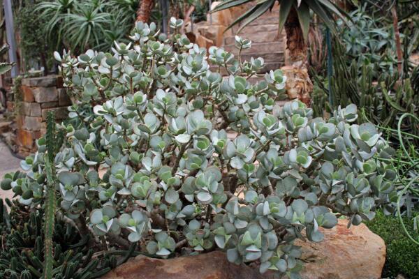 玉樹可以放在臥室嗎，不建議放在臥室