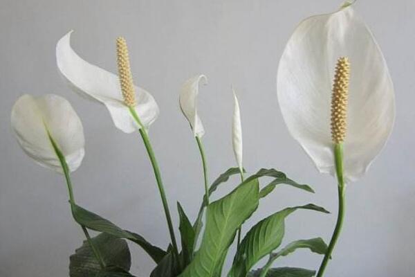 白掌和一帆風(fēng)順是一種花嗎，是同一種植物沒區(qū)別