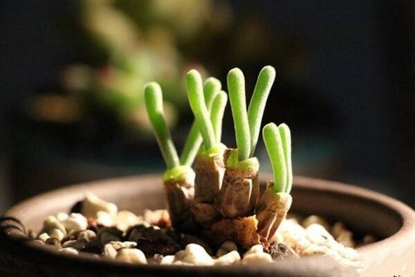 碧光環(huán)播種多久能長(zhǎng)大，種后一星期發(fā)芽四個(gè)月長(zhǎng)大