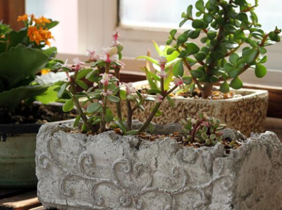 雅樂(lè)之舞怎么養(yǎng)能開花，只需要五個(gè)步驟花開爆盆