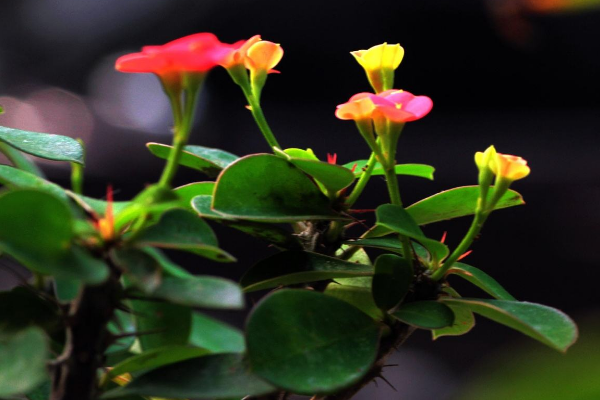 虎刺梅怎么養(yǎng)怎么配土，使用疏松肥沃、通透性較強(qiáng)的土壤