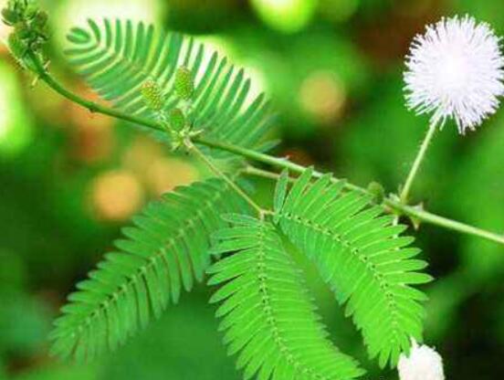 含羞草脫發(fā)能好嗎，能好/注意要有效避免接觸