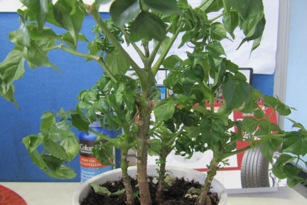 幸福樹幾天澆一次水，一般情況可7~10天澆水一次