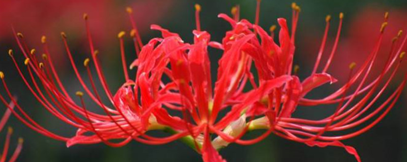 彼岸花秋天開(kāi)花后怎么辦