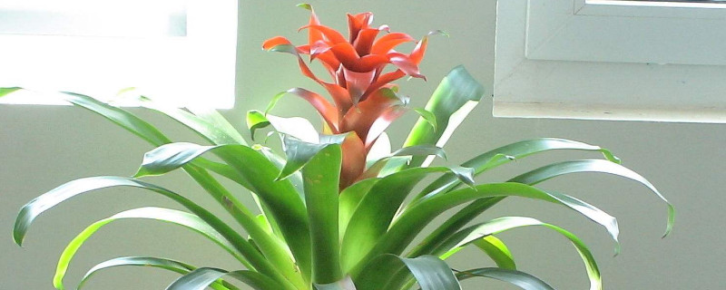 鴻運當(dāng)頭澆水澆哪里