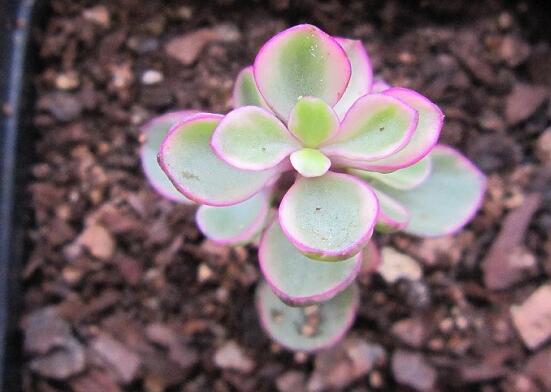 雅樂之舞葉片發(fā)皺是怎么回事，主要有三種原因造成(光照/溫度/澆水)