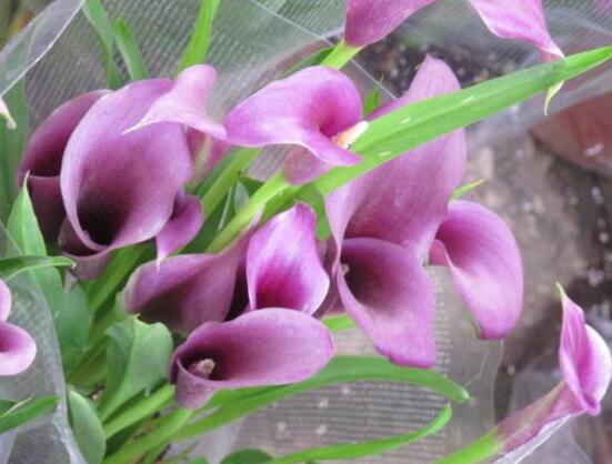 彩馬蹄蓮的養(yǎng)殖方法，做好五個要點花開艷麗