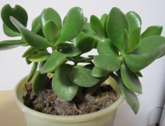 植物燕子掌有毒嗎，無(wú)毒與有毒需待進(jìn)一步科學(xué)考證(證據(jù)不足)