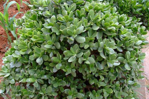 玉樹(shù)圖片，特征、習(xí)性、價(jià)值以及風(fēng)水作用