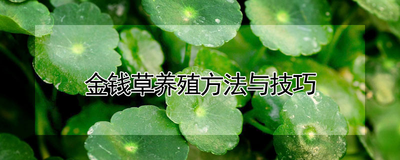 金錢草養(yǎng)殖方法與技巧