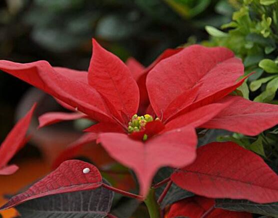 一品紅花語(yǔ)寓意是什么，代表著為你一路降妖除魔