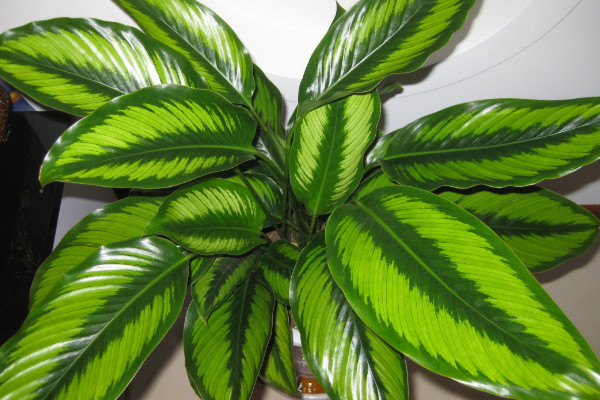 花葉萬年青能放室內(nèi)嗎