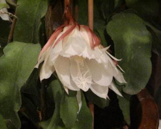 曇花多長時間澆水，只需要保證盆土微濕潤環(huán)境即可