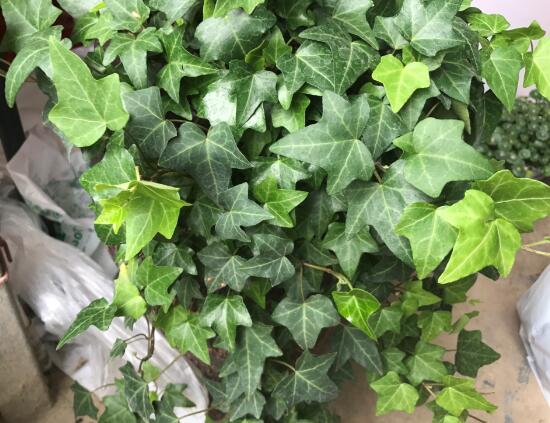 常春藤怎么養(yǎng)長得快，常春藤的養(yǎng)殖方法