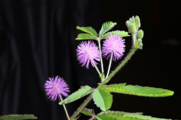 為什么含羞草的葉子一碰就會(huì)合攏
