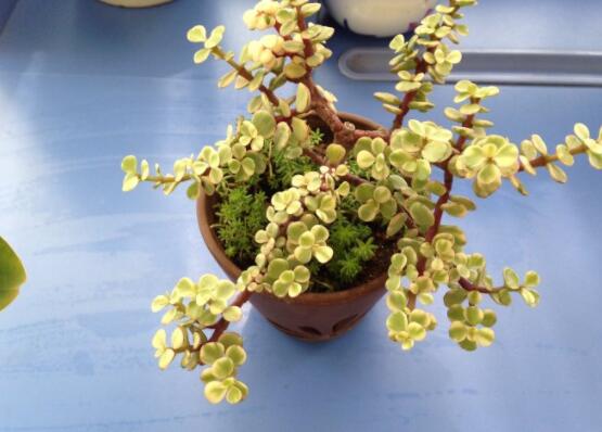 雅樂之舞葉片發(fā)皺是怎么回事，主要有三種原因造成(光照/溫度/澆水)