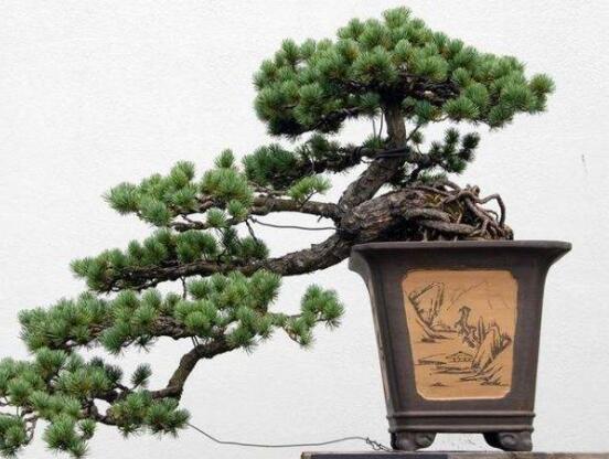 羅漢松風(fēng)水學(xué)和寓意，趨吉避兇，辟邪化煞