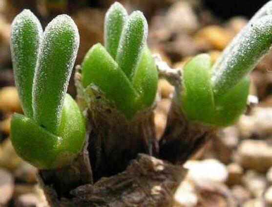 碧光環(huán)怎么播種，做好五個(gè)步驟三天快速發(fā)芽