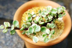 雅樂(lè)之舞怎么養(yǎng)成粉色，掌握以下要點(diǎn)是關(guān)鍵