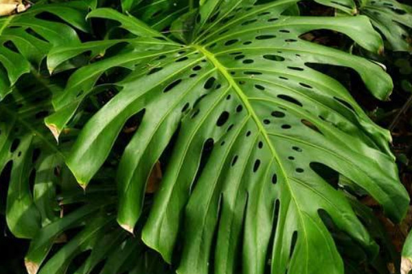 龜背竹喜陰還是喜陽(yáng)