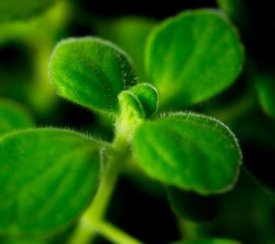 碰碰香的功效與作用，凈化空氣、消炎消腫，制作香精