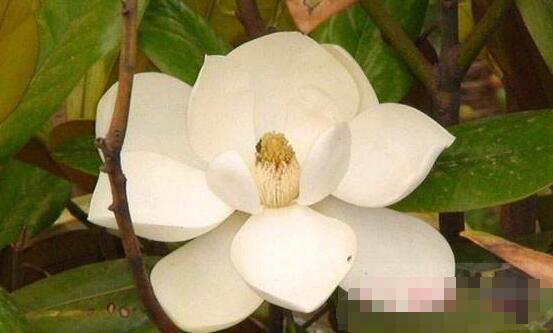 橡皮樹開花嗎，橡皮樹多久開花(一年兩次）