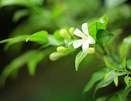 七里香和九里香的區(qū)別，教你三種區(qū)別方法(形態(tài)/生長(zhǎng)/作用)