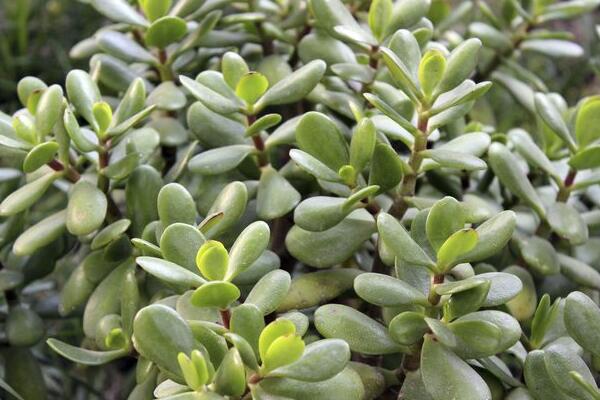 玉樹葉子發(fā)黃怎么回事，可以從以下5點(diǎn)來入手