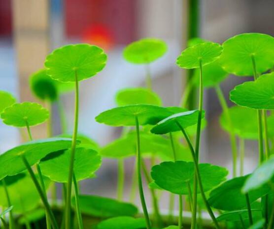 水培銅錢草葉子發(fā)黃怎么辦，四種原因以及解決方法