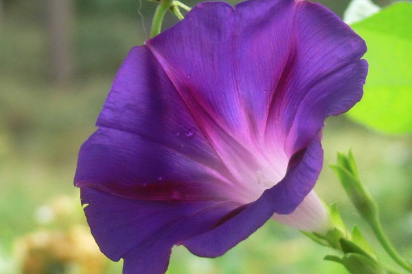 牽?；茉陉?yáng)臺(tái)上種么