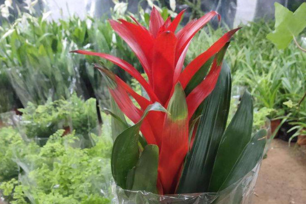 鴻運(yùn)當(dāng)頭開(kāi)花后有種子嗎