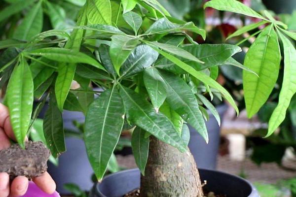 招財樹葉子發(fā)黃怎么辦