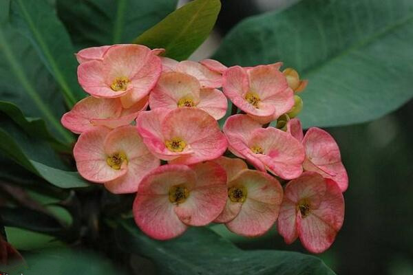 大葉虎刺梅有毒嗎，毒性與虎刺梅相同