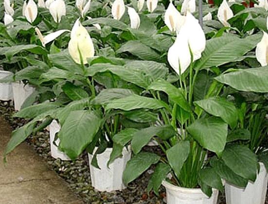 一帆風(fēng)順澆什么水好，澆淘米水、池塘水使枝葉青翠碧綠