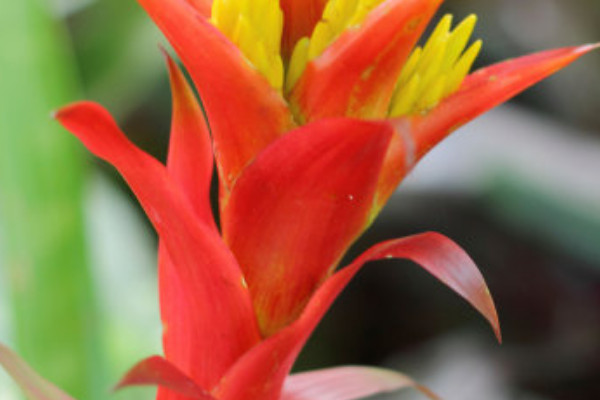 鴻運(yùn)當(dāng)頭卷葉還能活么