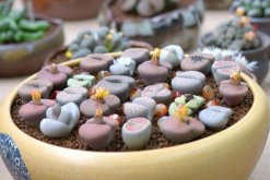 生石花怎么種，春季是生石花播種最佳時(shí)期