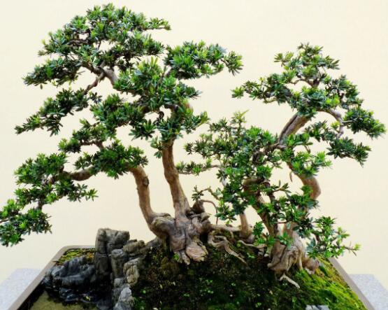 羅漢松可以放客廳嗎，可以/帶來主人家福氣、鎮(zhèn)守財(cái)寶