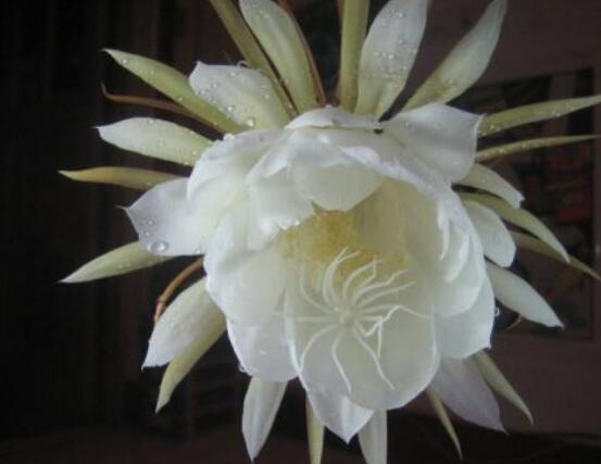 新鮮曇花怎么吃，泡茶喝最為簡單食用(價值高)