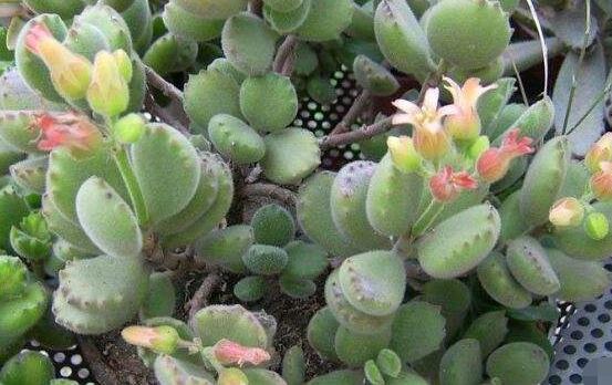 熊童子什么時(shí)候開(kāi)花，基本上都是在夏末秋初開(kāi)花