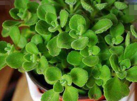 碰碰香怎么扦插，春夏秋季均可/以最基部枝條為主