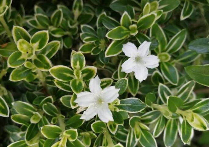 六月雪葉子發(fā)黃脫落怎么辦，分正常落葉和不正常落葉原因