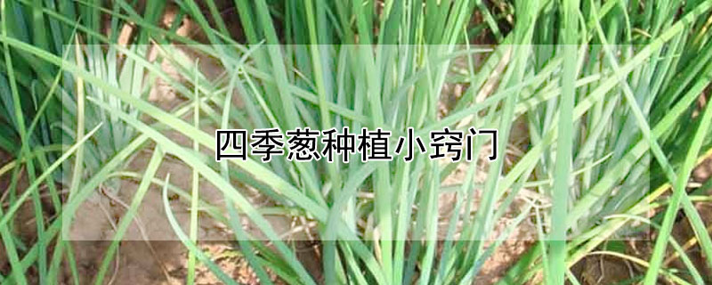 四季蔥種植小竅門