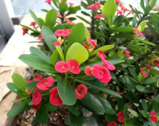 大葉虎刺梅怎么養(yǎng)，保證足量光照/溫暖濕潤環(huán)境