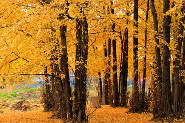 銀杏樹(shù)的寄語(yǔ)