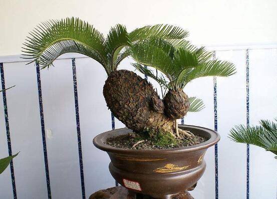 鐵樹能放臥室嗎，盡量不要放（與你爭奪氧氣、呼吸受阻）