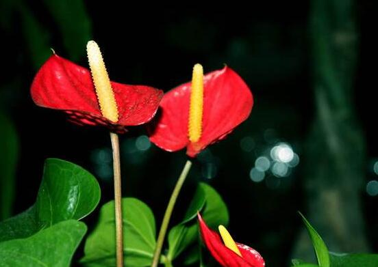 紅掌的作用有哪些，凈化空氣、陶冶情操、五行轉(zhuǎn)化