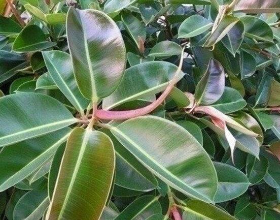 橡皮樹喜歡什么肥料，氮肥為主、磷鉀肥為輔